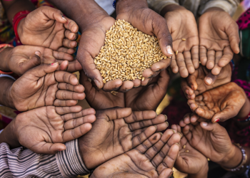 Causes of food and fertilizer shortages